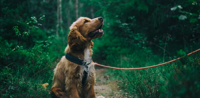 Mai più cani alle catena